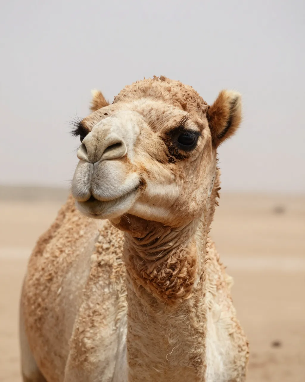 Close-up portrait of a dromedary camel with long eyelashes standing in a hazy desert