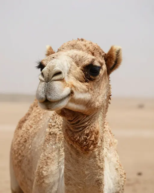 Close-up portrait of a dromedary camel with long eyelashes standing in a hazy desert
