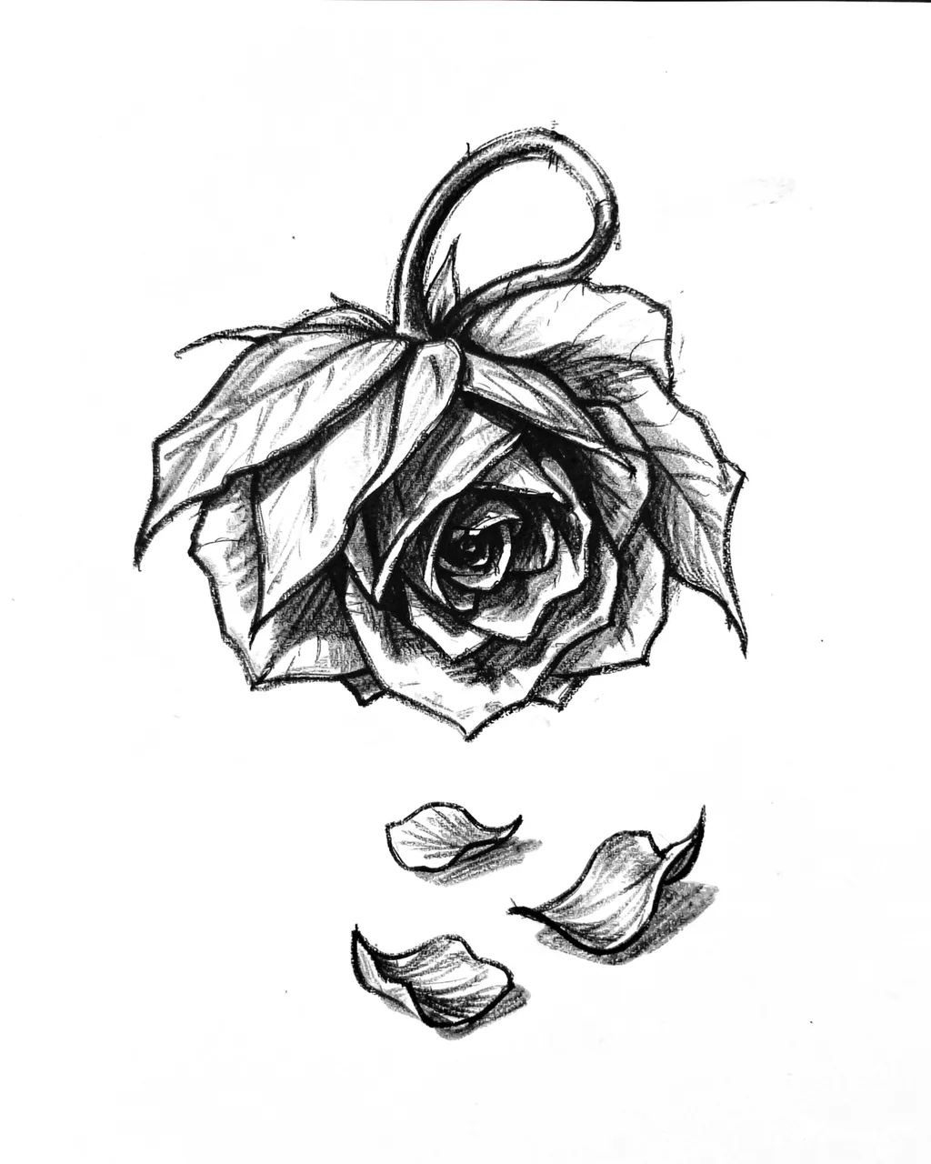 Expressive charcoal drawing of a drooping rose with three fallen petals on plain white paper