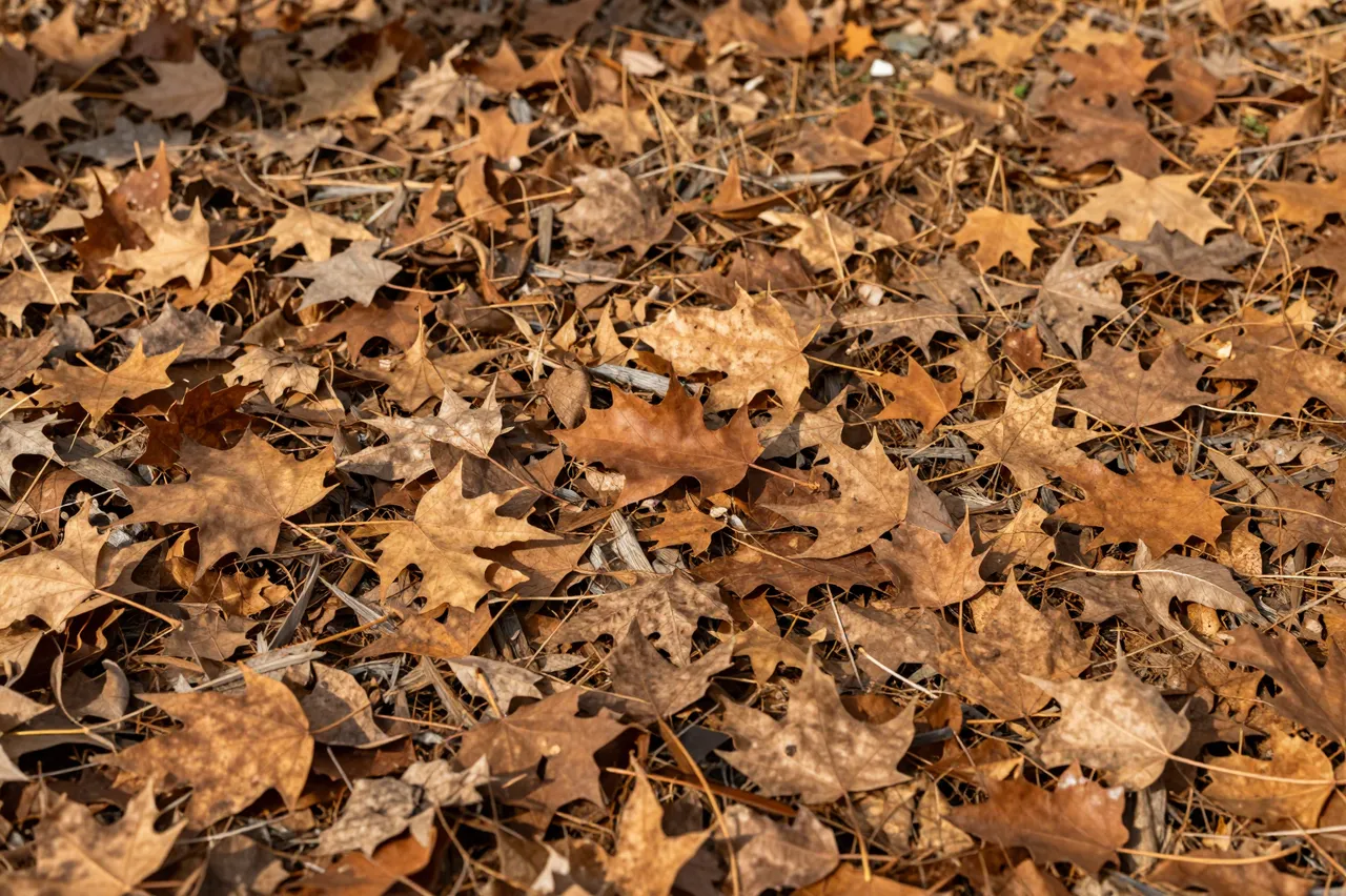 A full frame close-up of dry fallen autumn maple leaves covering the ground