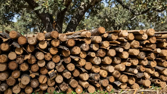 A stack of stripped cork oak logs and bark pieces dries in bright sun beside standing cork oak trees