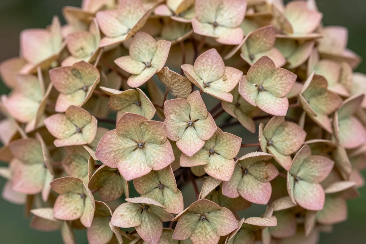 Close up of a fading hydrangea cluster with soft pink and pale green aged bracts