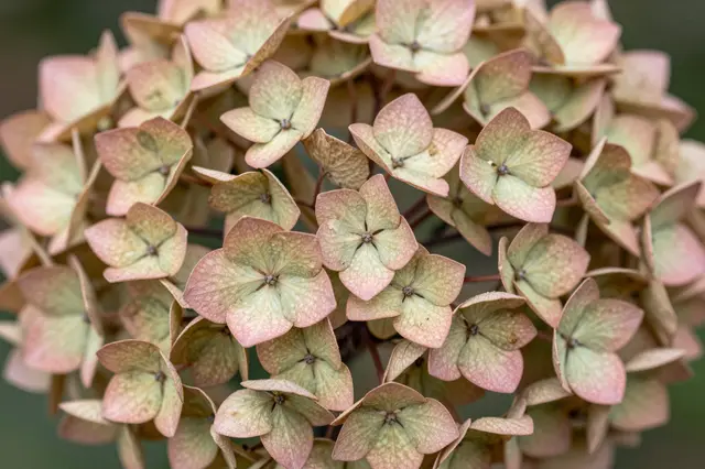 Close up of a fading hydrangea cluster with soft pink and pale green aged bracts