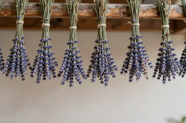 Tied bunches of lavender hang upside down from a weathered wooden beam to dry.