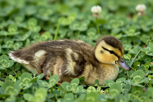 A fluffy mallard duckling rests nestled in a bed of green clover foliage