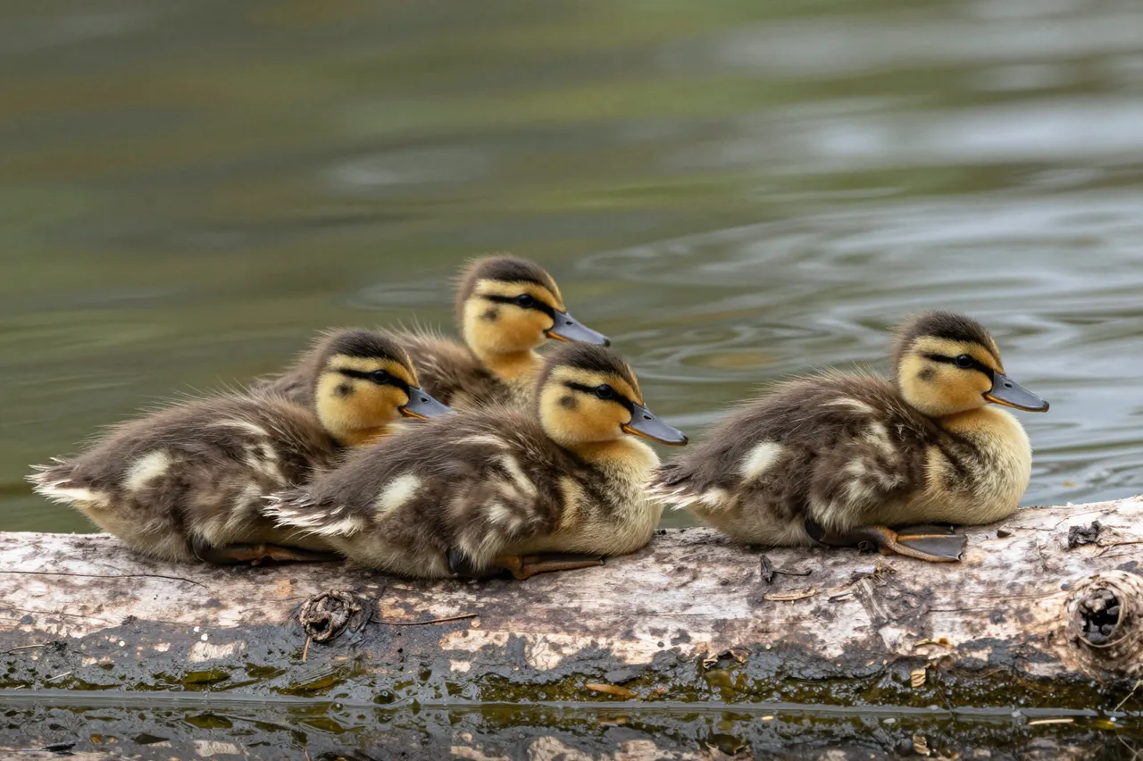 Four fluffy mallard ducklings sit resting closely together on a weathered log beside calm rippling water