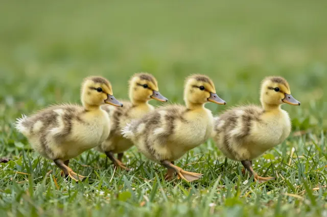 Four fluffy ducklings walk in a line across lush green grass