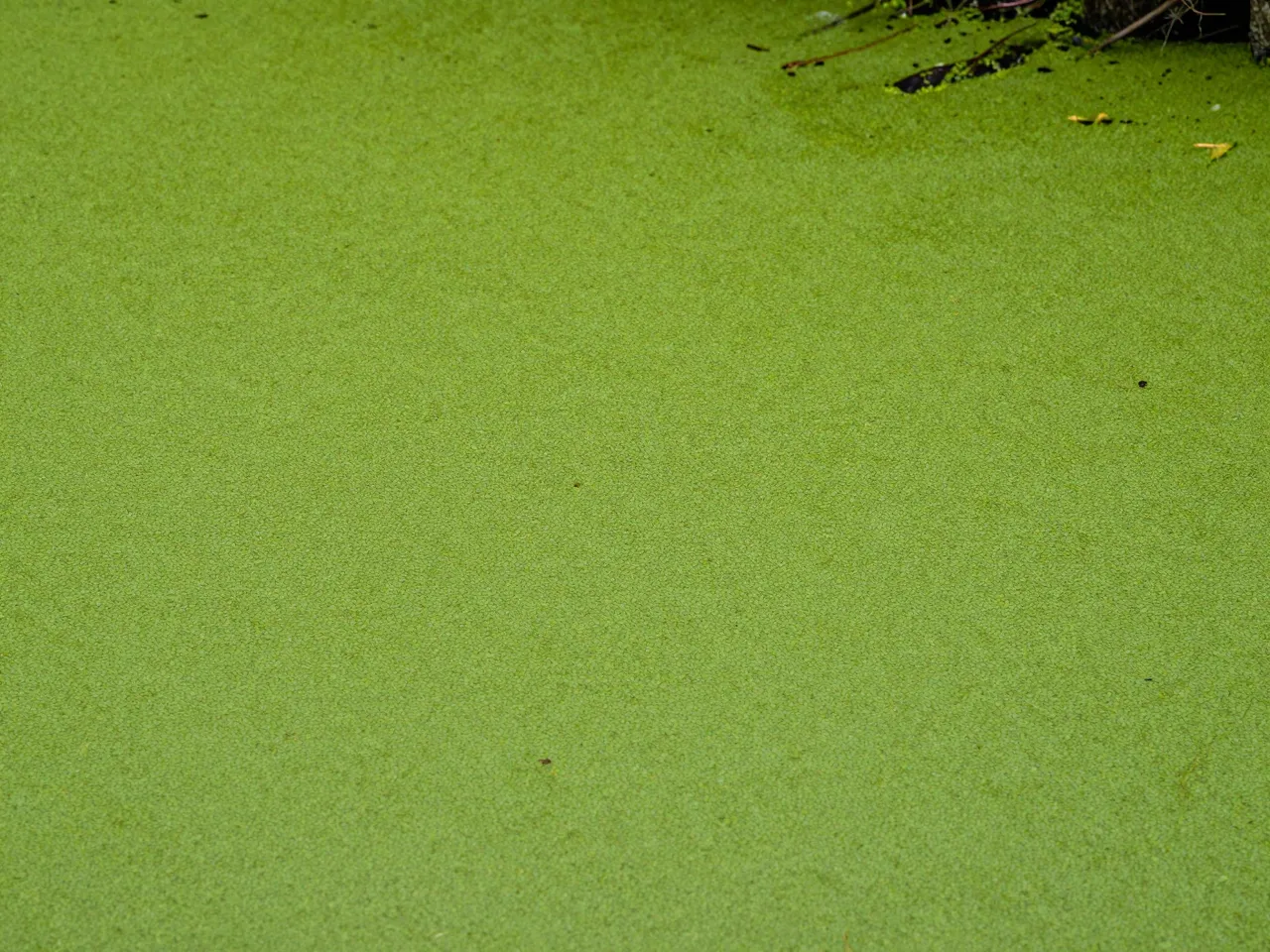 Bright green duckweed forms a dense even mat over the surface of a small woodland pond with edge debris visible in the top