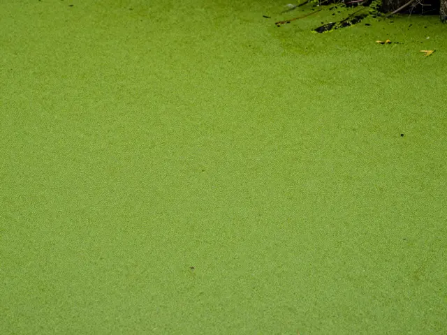 Bright green duckweed forms a dense even mat over the surface of a small woodland pond with edge debris visible in the top