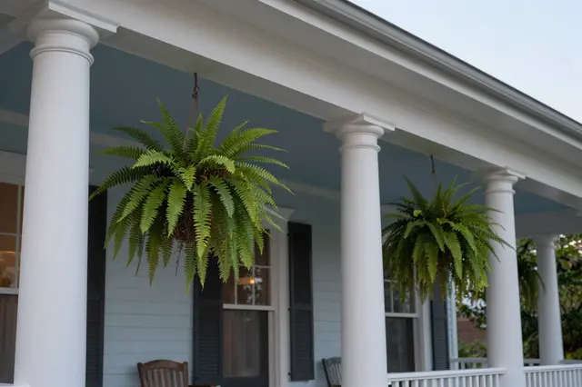 A deep residential front porch with pale blue ceiling, white columns and hanging ferns at twilight