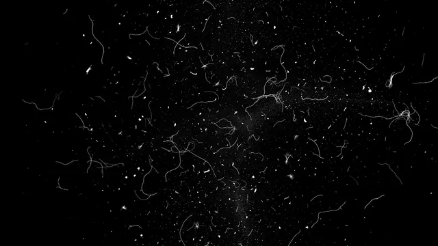 Scattered white dust specks, thin lint fibers and grain sit on a solid pure black background