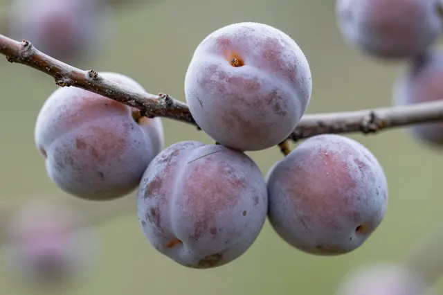Close-up of ripe plums with natural powdery bloom clustered on a thin tree branch