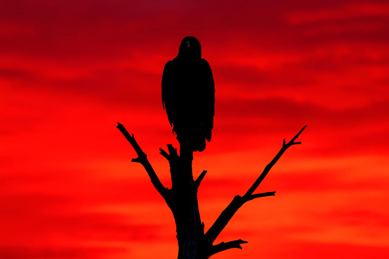 Black silhouette of an eagle perched on a dead tree against a vivid red sunset sky