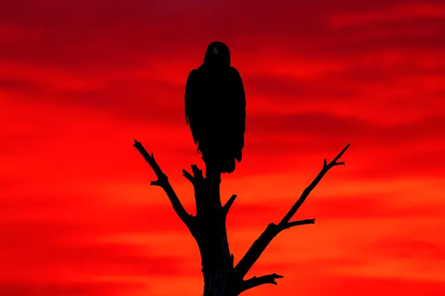 Black silhouette of an eagle perched on a dead tree against a vivid red sunset sky