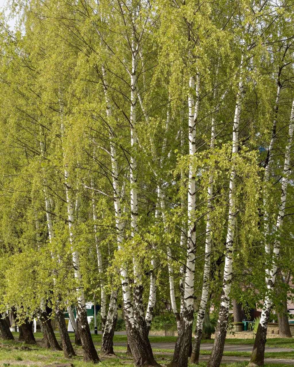 Row of birch trees with pale green new spring foliage stands beside a paved park path