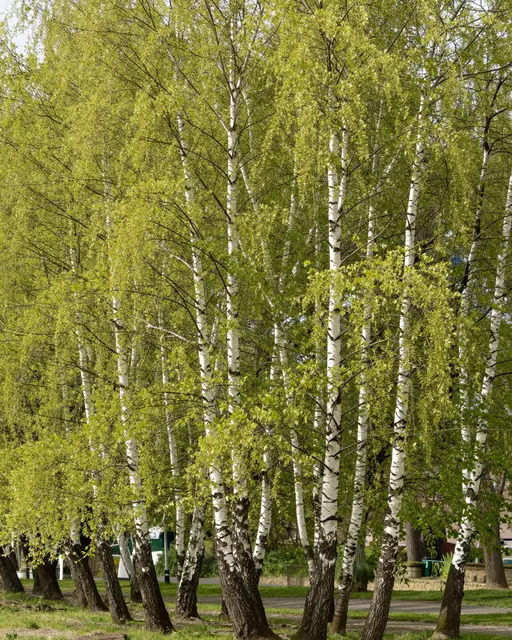 Row of birch trees with pale green new spring foliage stands beside a paved park path