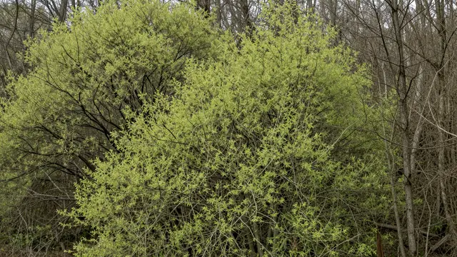 Pale new spring leaves cover foreground bushes beside bare dormant forest tree trunks