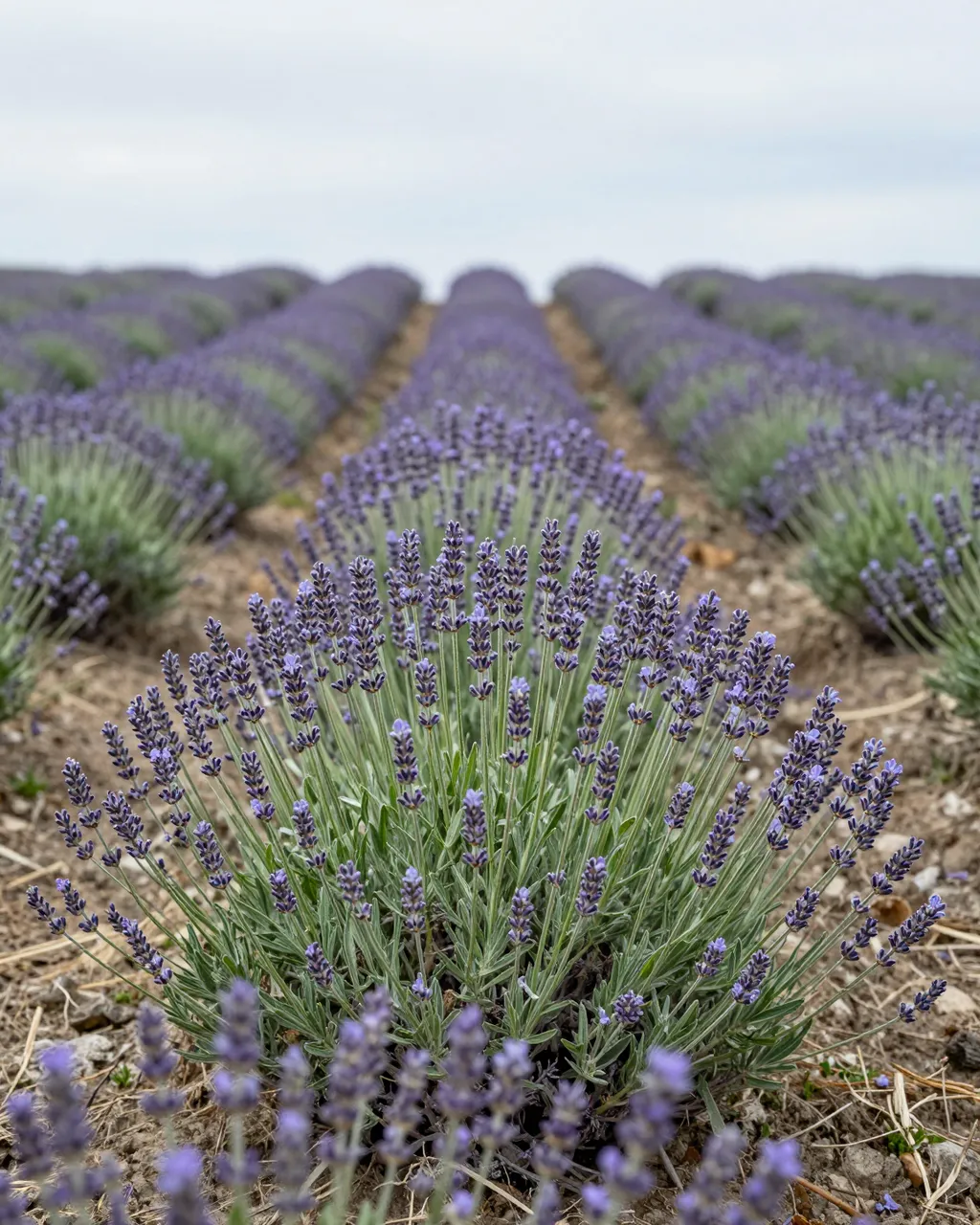 Rows of budding lavender stretch into the distance under a soft overcast sky