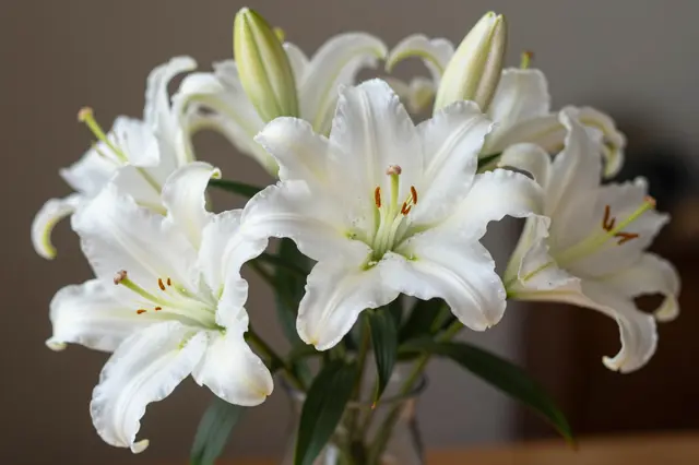 A close-up of fresh white lily blooms and unopened buds arranged in a glass vase with soft muted background