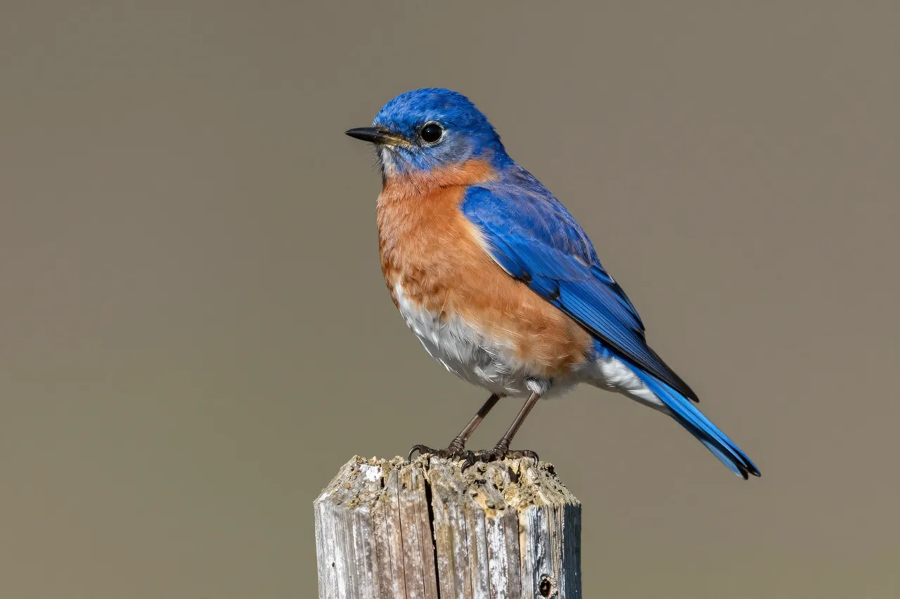 A male eastern bluebird perched alertly on the top of a weathered wooden post against a soft blurred background.