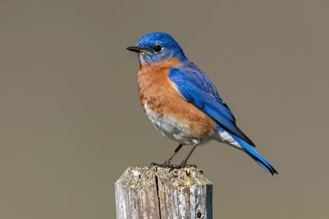 A male eastern bluebird perched alertly on the top of a weathered wooden post against a soft blurred background.