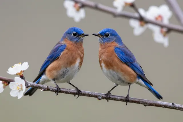 Two eastern bluebirds perch facing each other on a flowering spring branch with white blossoms.