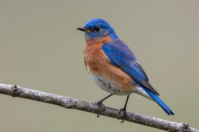 A vivid eastern bluebird with blue plumage and orange chest perches on a thin textured branch