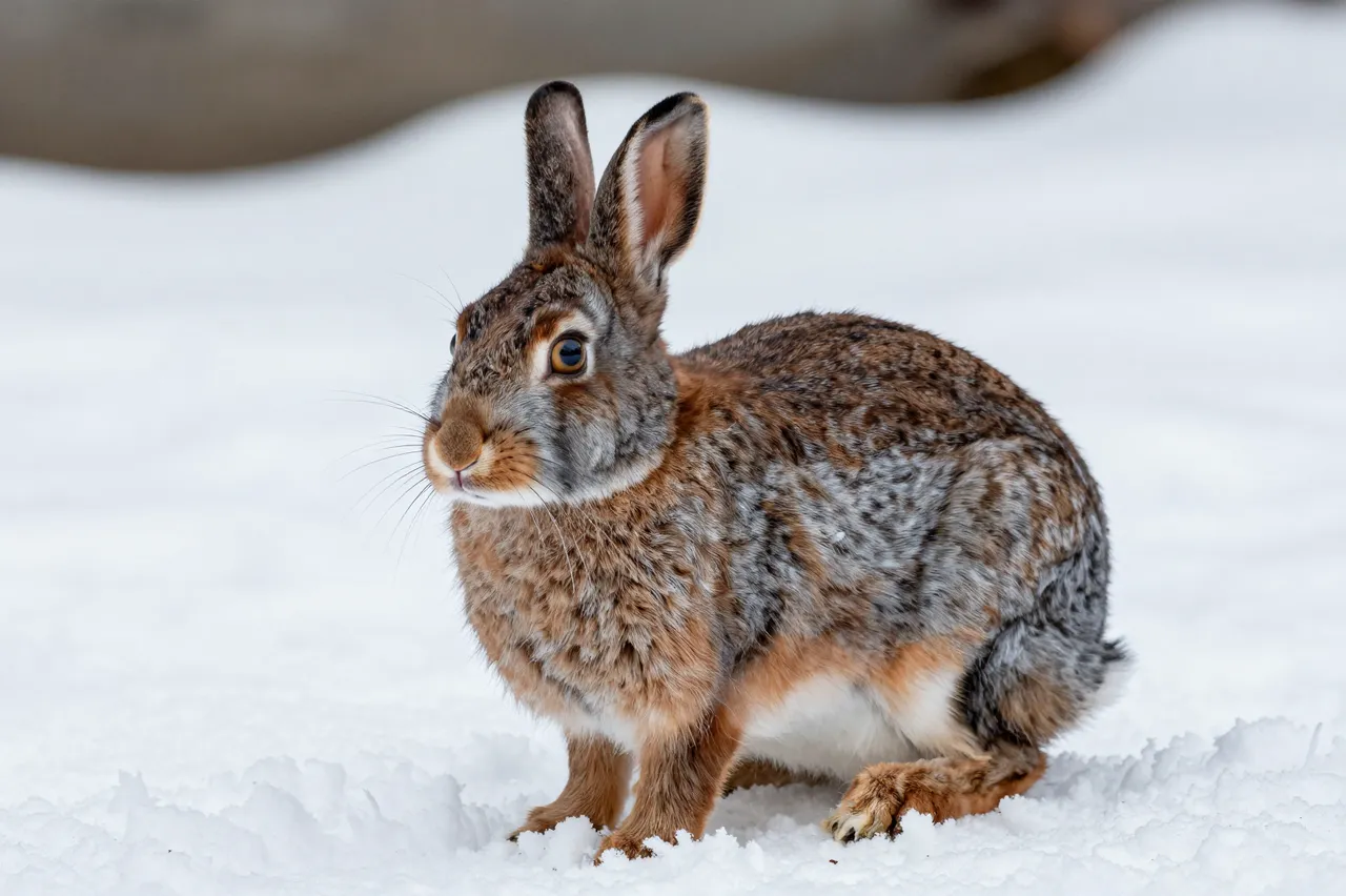 An eastern cottontail rabbit sits alert on fresh white snow against a blurred winter background