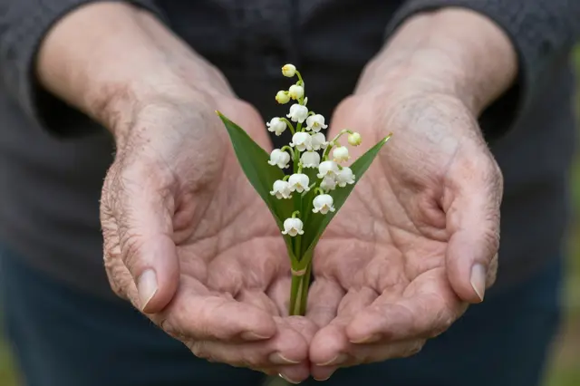 Wrinkled elderly cupped hands hold a small fresh posy of lily of the valley flowers