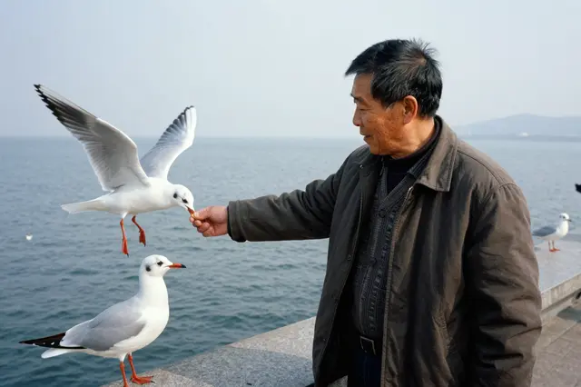 An older East Asian man feeds a flying seagull from his hand on a seaside promenade, with a second seagull perched nearby.