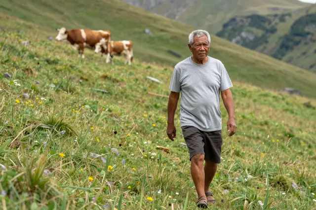 Senior Pacific Islander man walks uphill through an alpine meadow with two cows in the distant background
