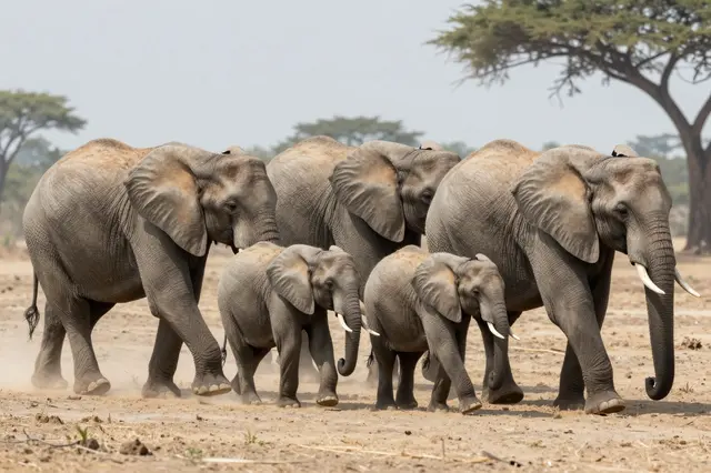 A family group of African elephants walks across a dusty sunlit savanna plain with acacia trees in the background