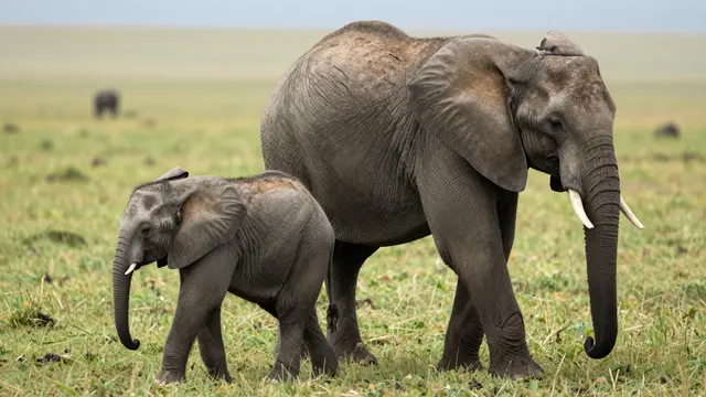 An adult elephant walks alongside a small baby elephant across open grassy savanna plains.