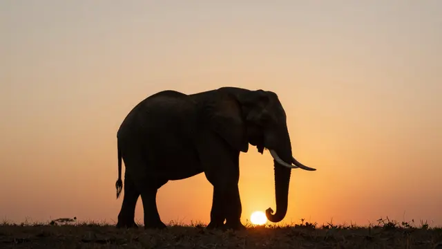 A silhouetted African elephant stands on savanna grass against a warm glowing orange sunset sky