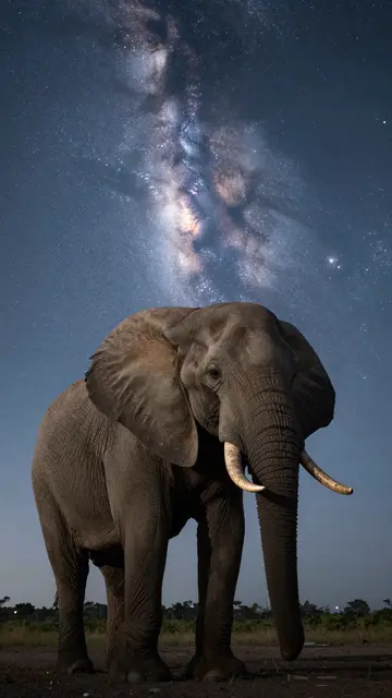 A large African elephant stands on open savanna ground beneath a bright swirling milky way night sky