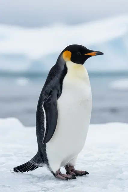 An emperor penguin stands upright on packed sea ice with blurred icy ocean in the background