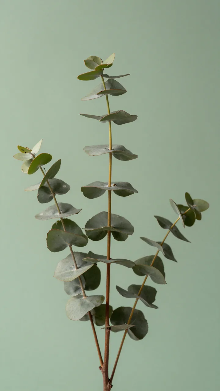 Three eucalyptus branches arranged upright against a solid soft sage green background