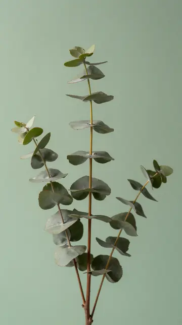 Three eucalyptus branches arranged upright against a solid soft sage green background