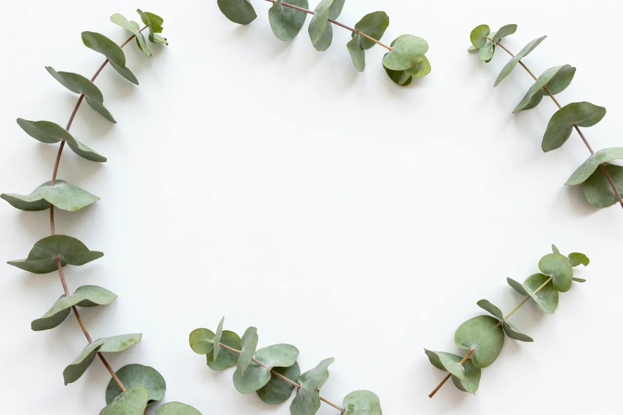 Eucalyptus sprigs arranged in a loose circular frame around empty white copy space