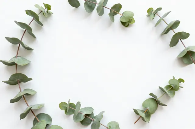 Eucalyptus sprigs arranged in a loose circular frame around empty white copy space