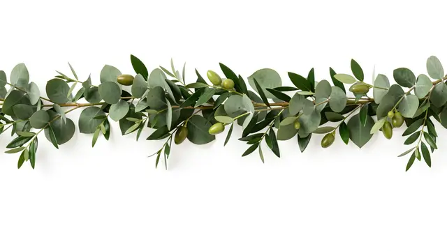 Horizontal garland of eucalyptus, olive and ruscus leaves rests across a plain white background
