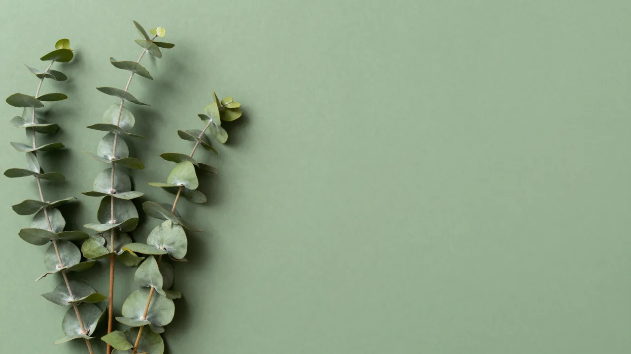 Three eucalyptus branches rest along the left edge of a smooth sage green background with empty copy space to the right.