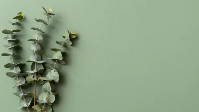 Three eucalyptus branches rest along the left edge of a smooth sage green background with empty copy space to the right.