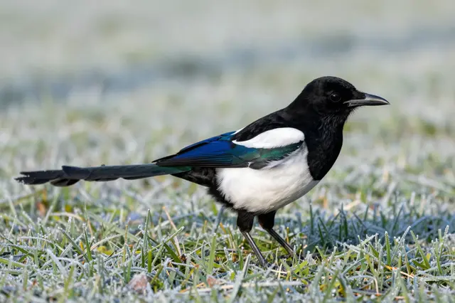 A eurasian magpie stands alert on frost-covered grass in bright morning light