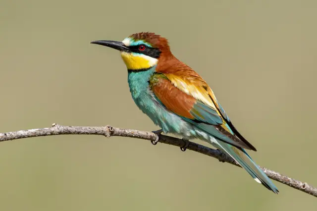 A brightly plumed European bee-eater perched on a dry thin twig against a soft blurred background.