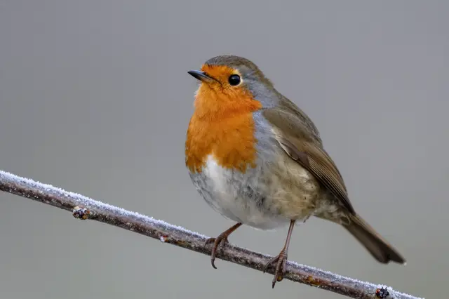 A plump european robin perches on a thin frost-covered branch against a soft blurred gray background
