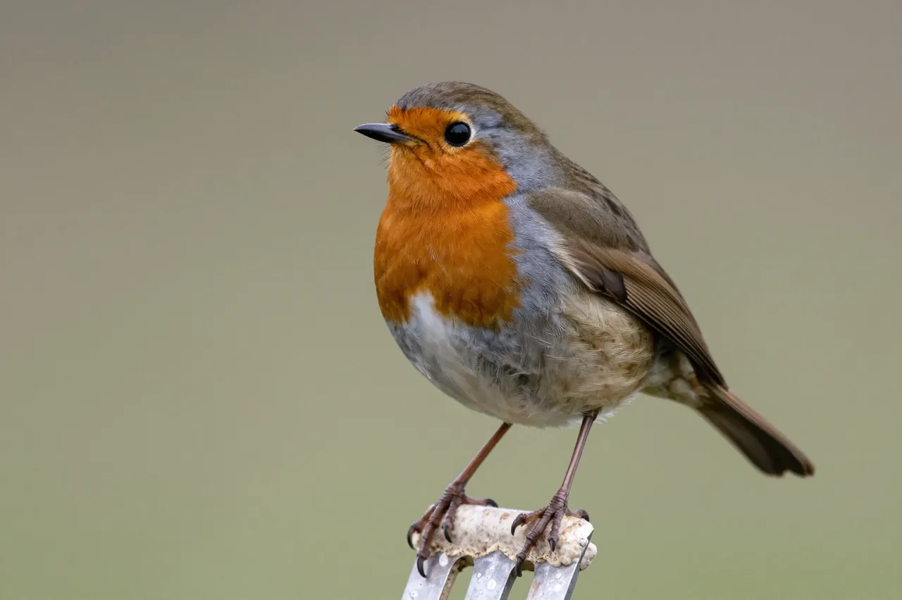 A European robin with a bright orange breast perches on the tines of a metal garden fork.