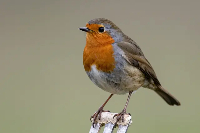 A European robin with a bright orange breast perches on the tines of a metal garden fork.