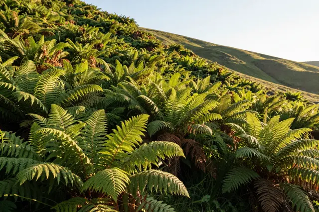 Dense bracken ferns cover a sloping hillside under warm golden evening sunlight