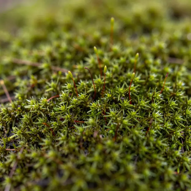 Sharp close-up of green moss with thin red spore stalks set against soft blurred background